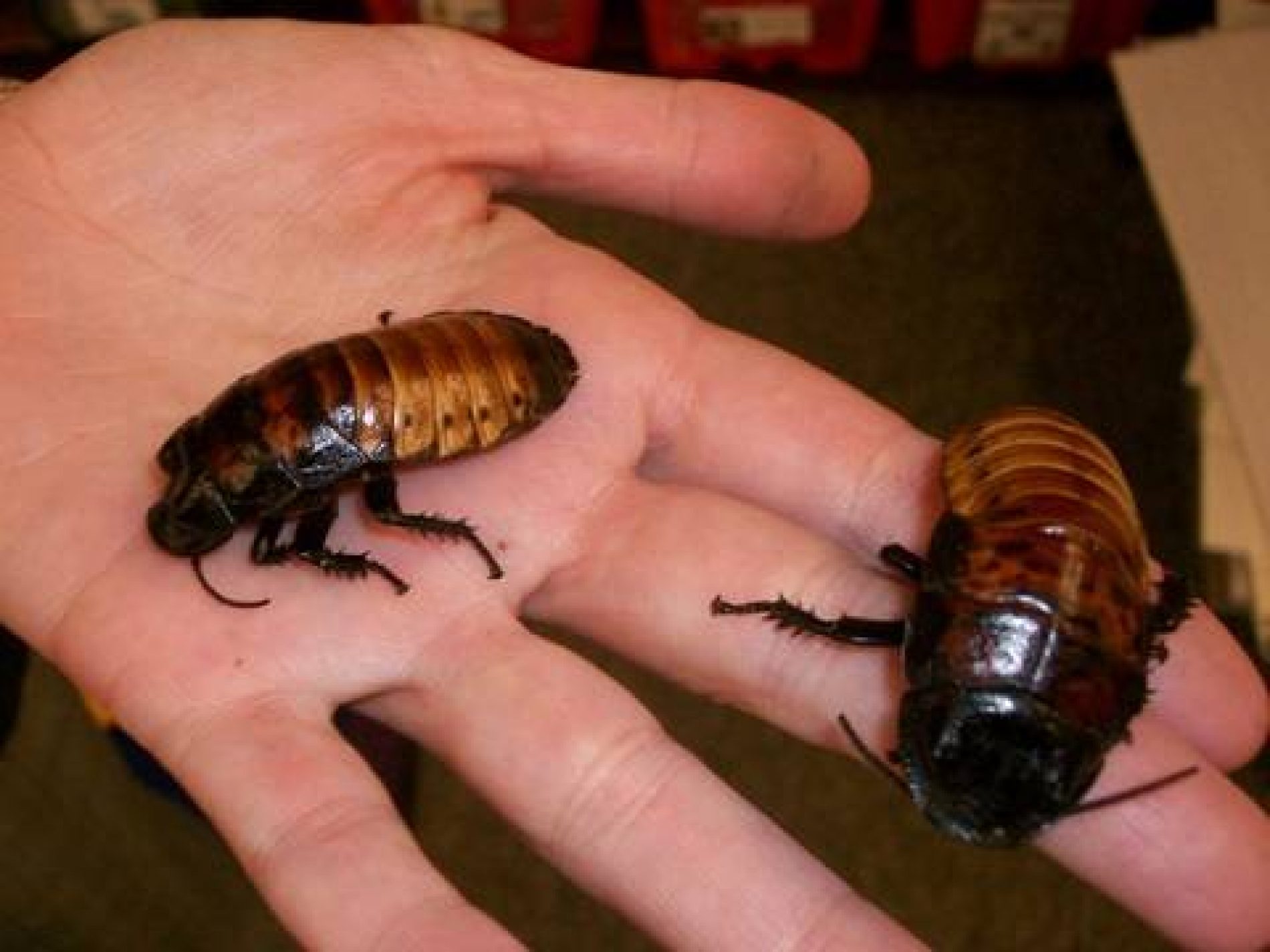 Getting Rid of Cockroaches In your Homes