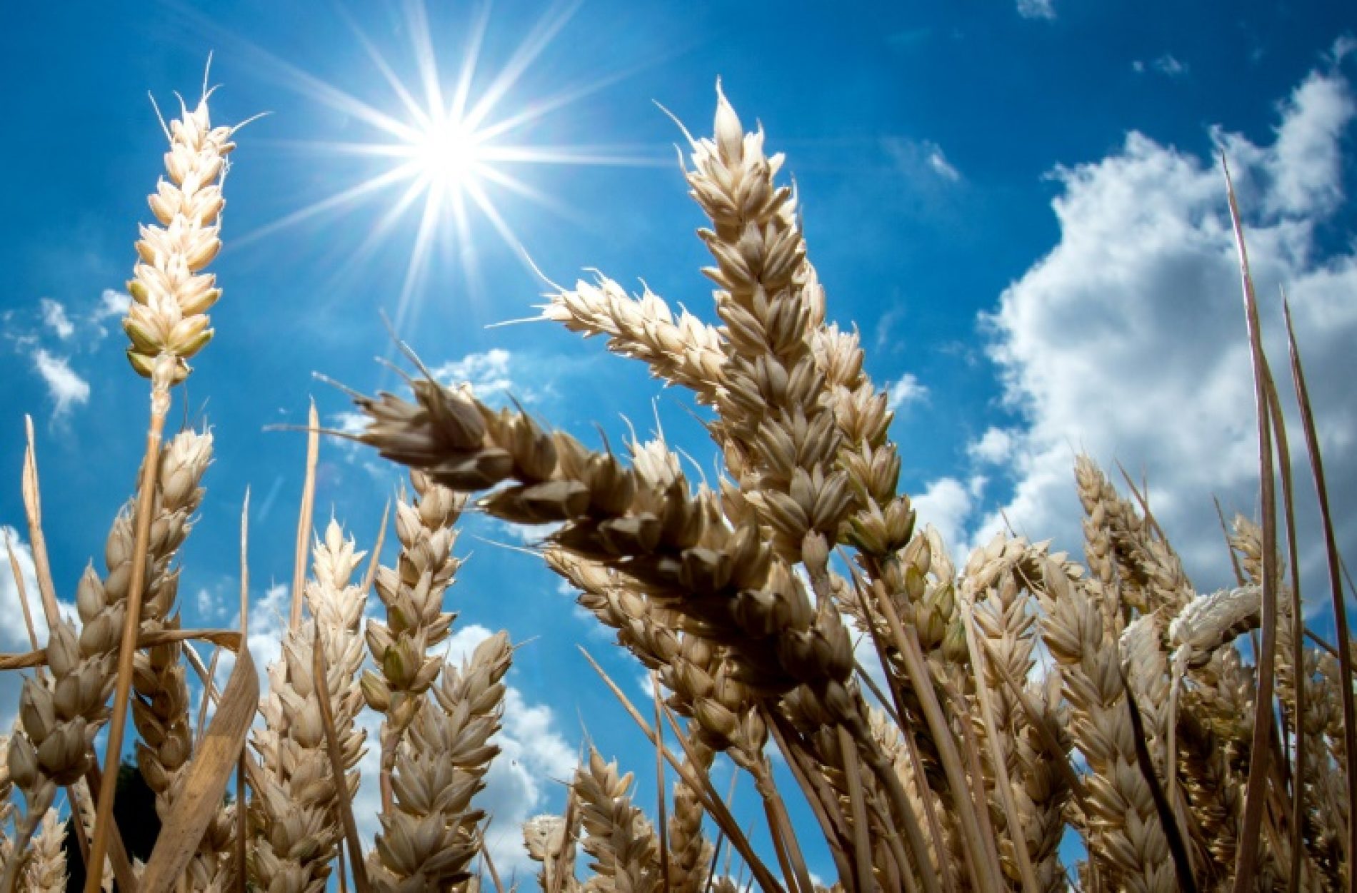 Sunlight Rapidly Destroys Coronavirus -recent study reveals