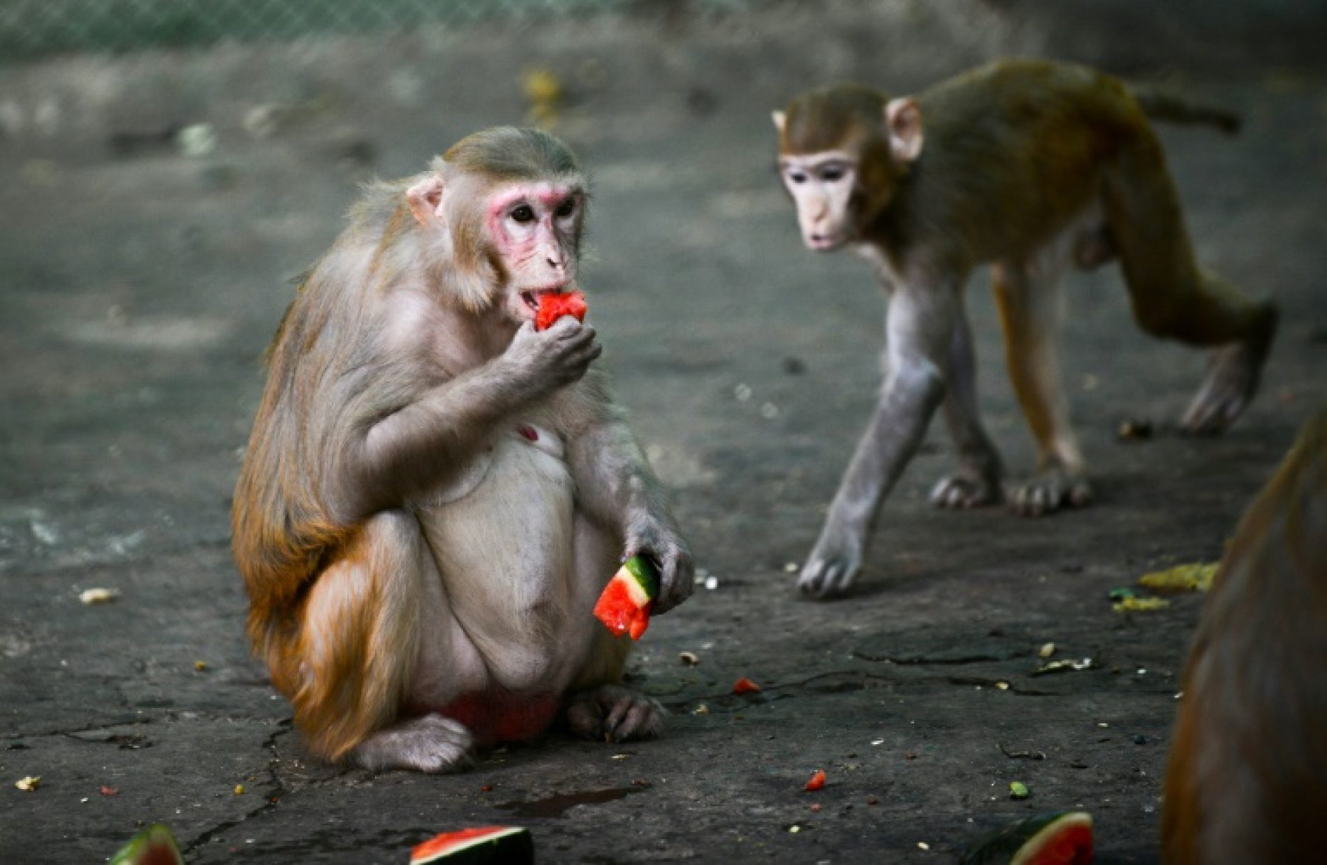 Study: Monkeys Develop Virus Immunity After Infection, Vaccine