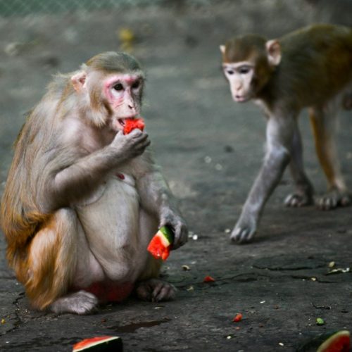 Study: Monkeys Develop Virus Immunity After Infection, Vaccine